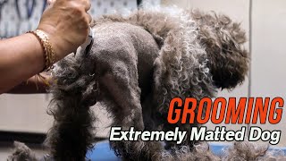 Grooming an EXTREMELY matted dog [upl. by Dominga823]