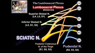 USguided Axillary Brachial Plexus Block Part 2  Tips and Tricks [upl. by Aicined]