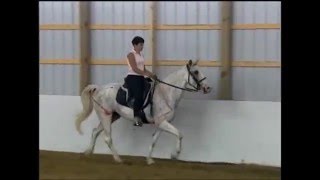 Exercises to Break up the Pace for Gaited Horses [upl. by Gnilrits287]