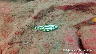 Nimbochromis Livingstonii Hunting Behaviour at Lions Cove  Rare Footage  Lake Malawi Cichlids [upl. by Acinorrev]