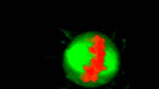 Mitosis in 3D  With Chromosome Bridge [upl. by Trevlac485]