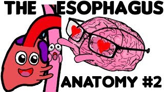 The Esophagus Anatomy PART 2 [upl. by Nayab]