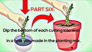 How to Grow Plumeria from Cuttings Plumeria Tips Frangipani [upl. by Rosdniw]