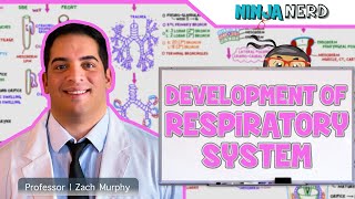 Embryology  Development of the Respiratory System [upl. by Tedric]