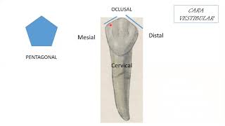 1er Premolar Inferior [upl. by Leschen791]