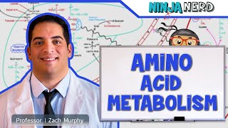 Metabolism  Amino Acid Metabolism [upl. by Kam303]