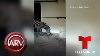 Denuncian la crueldad de animales en el zoológico de México  Al Rojo Vivo  Telemundo [upl. by Marchelle]