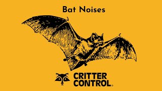 Bat Noises  What Sounds Do Bats Make  Critter Control [upl. by Rauscher64]