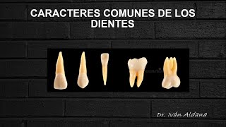 ANATOMÍA DENTARIA  Unidad 17 CARACTERES COMUNES DE LOS DIENTES  DR IVÁN ALDANA [upl. by Iphigenia]