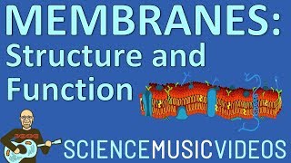 Cell Membrane Structure and Function [upl. by Eryt665]