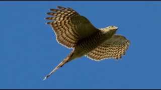 Sparrowhawk Bird Call Bird Song [upl. by Dennis]