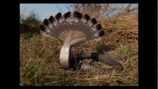 HD MYSTERY multiple headed snake [upl. by Ihtac]