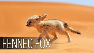 FENNEC FOX is the Cutest Wildlife Predator The Smallest FOX in the world Desert Fox [upl. by Eronel]