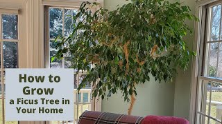 How to Care for a Ficus Tree in Your Home [upl. by Oxley]