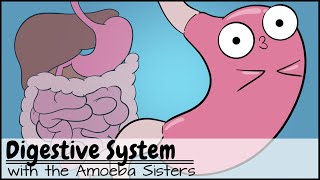 Digestive System [upl. by Salas285]