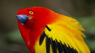 The Bowerbirds Grand Performance  Life Story  BBC Earth [upl. by Kire]