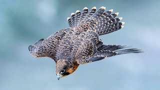 PEREGRINE FALCON  a dive fighter The FASTEST animal on the planet [upl. by Florinda201]