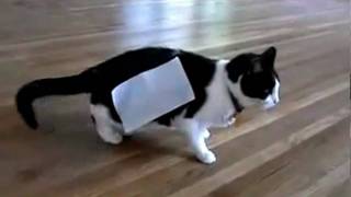 Cat  tape  Experiment [upl. by Picco]