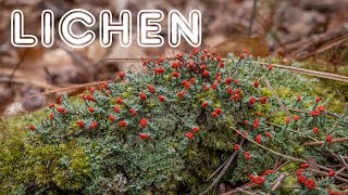 Introduction to Lichen Growth Forms Reproduction and Value [upl. by Ahsirt]