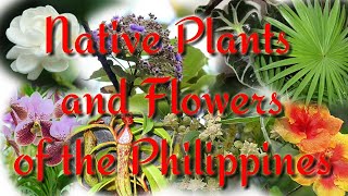 Native Plants and Flowers of the Philippines [upl. by Ahsemac]