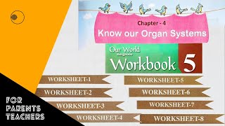 Know Our Organ Systems  Worksheets  మన అవయవ వ్యవస్థల గురించి తెలుసుకుందాం  Chapter 4  EVS [upl. by Druci597]