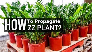 ZZ Plant Propagation  Water versus Soil Propagation  Indoor Plants [upl. by Frye831]