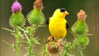 American Goldfinch Song [upl. by Rufina511]