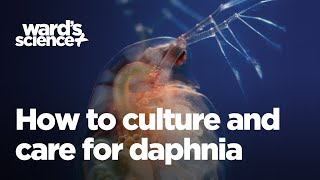 Caring and Culturing for Daphnia [upl. by Mozelle]