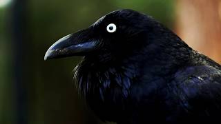 Australian raven calling Corvus coronoides [upl. by Iramohs977]