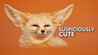 Is the Fennec Fox really a fox [upl. by Adriel]