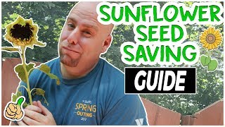 Harvesting Sunflower Seeds  Saving Sunflower Seeds Easy Way [upl. by Nosde]