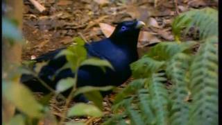 Satin Bowerbird part 2 [upl. by Nnahsal]