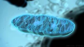 How Mitochondria Produce Energy [upl. by Inait]