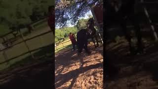 FEMALE HORSE KILLS IN THE ACT ANOTHER STALLION [upl. by Paymar]