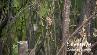 Silvereye Zosterops lateralis [upl. by Edgard]