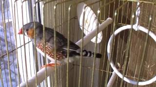 Bird sings beautifully  zebra finch [upl. by Ivonne621]