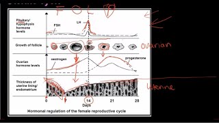 Grade 12 Life Sciences Human Reproduction Part 3 [upl. by Elletnahc]