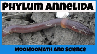 Phylum Annelida Characteristics [upl. by Oler]