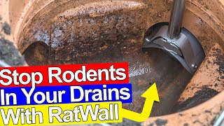 STOP RATS GETTING IN YOUR DRAINS AND HOUSE  Ratwall [upl. by Aeila]