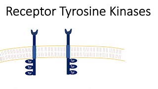 Receptor Tyrosine Kinases  RTK [upl. by Demmahum]