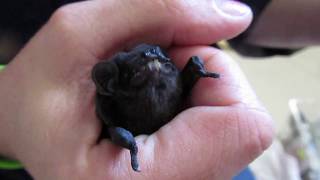 Hungry microbat enjoys his dinner [upl. by Snahc877]