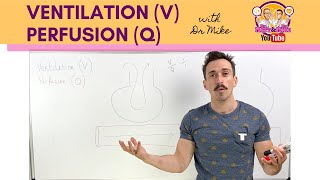 Ventilation V Perfusion Q Coupling [upl. by Atsillak750]