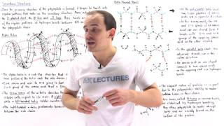 Secondary Structure of Proteins [upl. by Oballa]