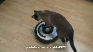 Cat shows HOW TO use iRobot Roomba Vacuum [upl. by Kearney893]