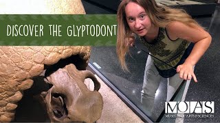 Discover the Glyptodont [upl. by Kendre]