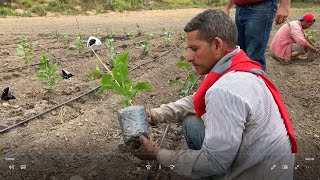 Procedimiento para trasplantar la maracuyá [upl. by Aiken771]