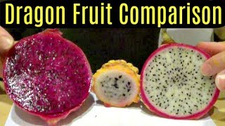 Yellow Red and White Dragonfruit Comparison  Weird Fruit Explorer Ep 46 [upl. by Gaultiero]