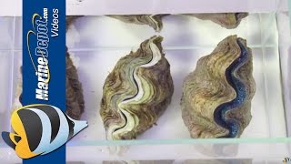 How to Care for Tridacna Clams in Your Saltwater Aquarium [upl. by Juli]