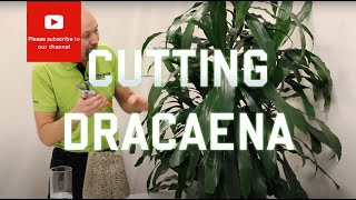 Cutting from a Dracaena [upl. by Doralynn]