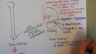 Erythropoiesis Red Blood Cell Formation [upl. by Rhoda]